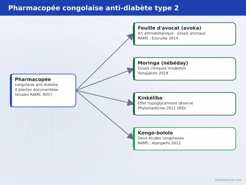 Carte mentale des quatre plantes anti-diabète type 2 documentées en RDC : feuille d'avocat, moringa, kinkéliba, kongo-bololo