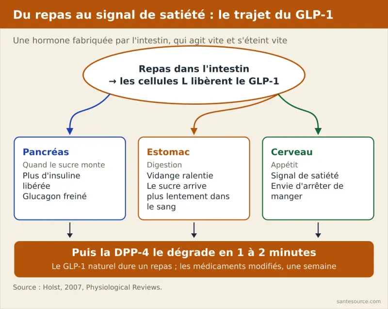 Schéma du trajet du GLP-1 : un repas atteint l'intestin, les cellules L libèrent le GLP-1, qui agit sur le pancréas, l'estomac et le cerveau avant d'être dégradé par la DPP-4