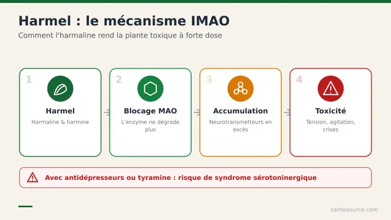 Schéma expliquant comment l'harmaline du harmel bloque la monoamine oxydase et provoque une accumulation de neurotransmetteurs toxiques