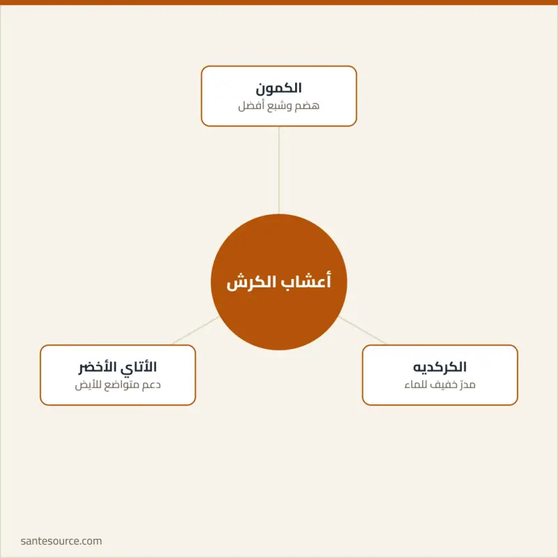خريطة ذهنية لأعشاب تخسيس الكرش المغربية: الكمون للهضم والشبع، الكركديه المدرّ الخفيف، الأتاي الأخضر لدعم الأيض