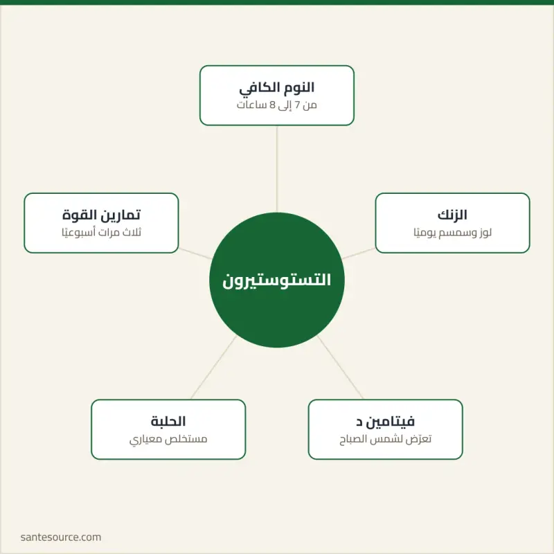 خريطة ذهنية لركائز رفع التستوستيرون طبيعيًا: النوم، الزنك، فيتامين د، الحلبة وتمارين القوة