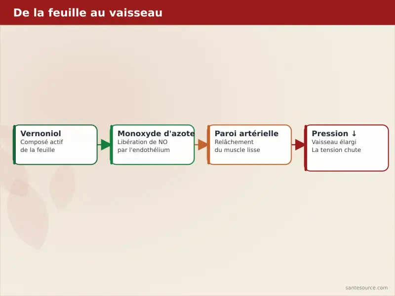 Schéma de la vasodilatation induite par le vernoniol : libération de monoxyde d'azote, relâchement de la paroi artérielle, baisse de pression
