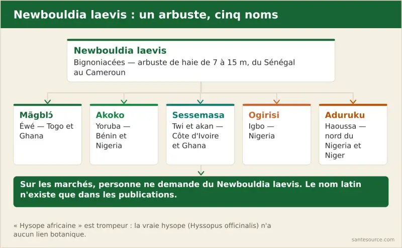 Carte des noms vernaculaires du Newbouldia laevis : mãgblɔ́ en éwé au Togo, akoko en yoruba au Bénin, sessemasa en twi en Côte d'Ivoire, ogirisi en igbo et aduruku en haoussa