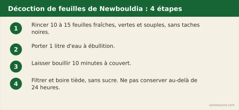 Quatre étapes de la décoction de feuilles de Newbouldia laevis : rincer 10 à 15 feuilles fraîches, porter 1 litre d'eau à ébullition, bouillir 10 minutes à couvert, filtrer et boire tiède