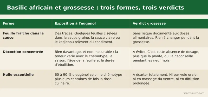 Comparaison entre la dose culinaire de basilic africain dans la sauce et la dose thérapeutique en décoction ou huile essentielle pendant la grossesse