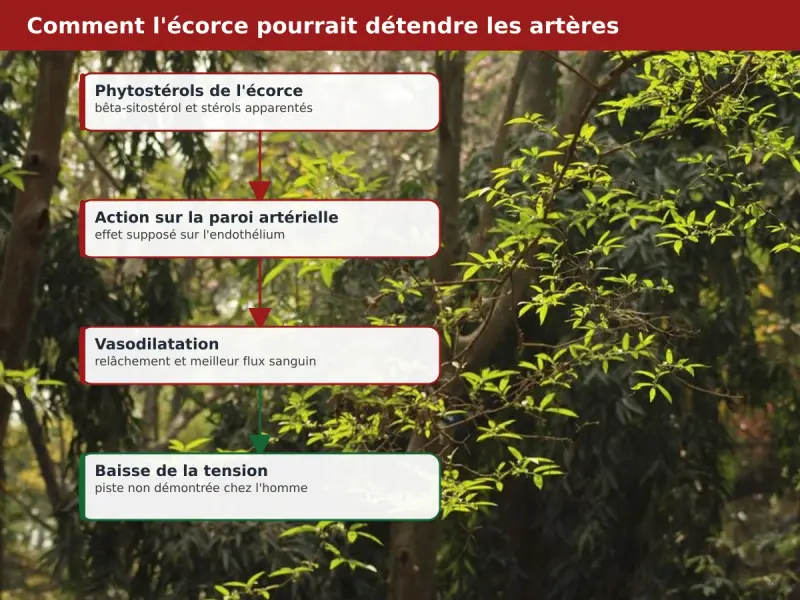 Schéma du mécanisme vasorelaxant des phytostérols de Prunus africana sur la paroi artérielle