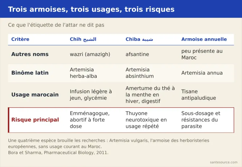 Comparaison des trois armoises marocaines : chih (Artemisia herba-alba), chiba (Artemisia absinthium) et armoise annuelle (Artemisia annua), avec leur nom au souk, leur usage et leur risque