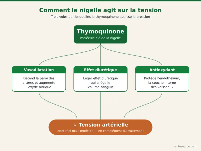 Carte mentale du mécanisme d'action de la nigelle sur la tension artérielle : thymoquinone, oxyde nitrique, effet diurétique et antioxydant