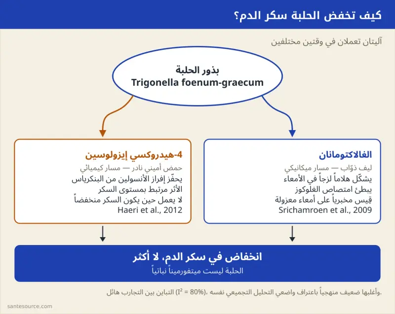 مخطط يوضح آليتي عمل الحلبة على سكر الدم: الغالاكتومانان في الأمعاء و4-هيدروكسي إيزولوسين على البنكرياس
