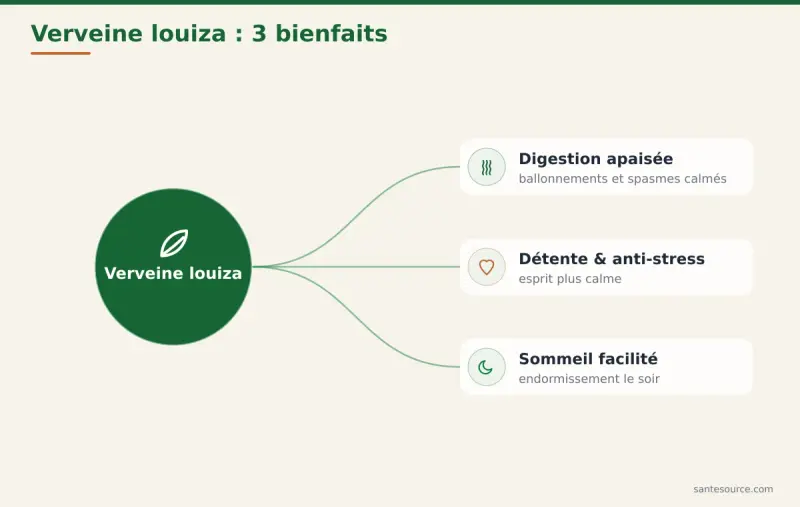 Carte mentale des bienfaits de la verveine louiza pour la digestion, le stress et le sommeil au Maroc