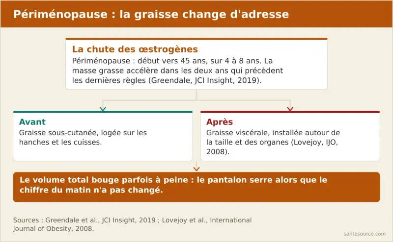 Schéma montrant le déplacement de la graisse des hanches vers l'abdomen pendant la périménopause chez la femme