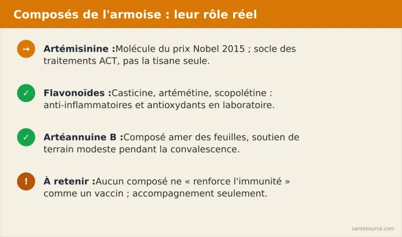 Récapitulatif des composés actifs de l'armoise annuelle : artémisinine, casticine, artémétine, scopolétine et leurs rôles