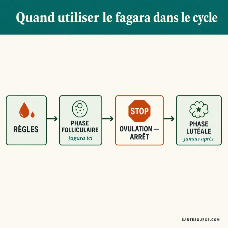Schéma du cycle menstruel montrant la phase folliculaire où le fagara est traditionnellement utilisé, avant l'ovulation
