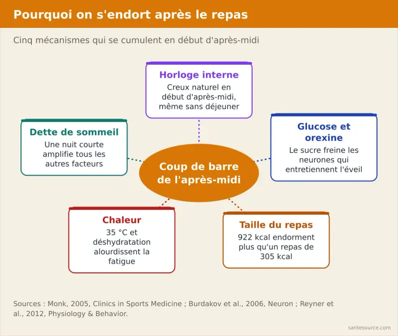 Carte mentale des causes de la somnolence après le repas : horloge interne, glucose et orexine, taille du repas, dette de sommeil, chaleur
