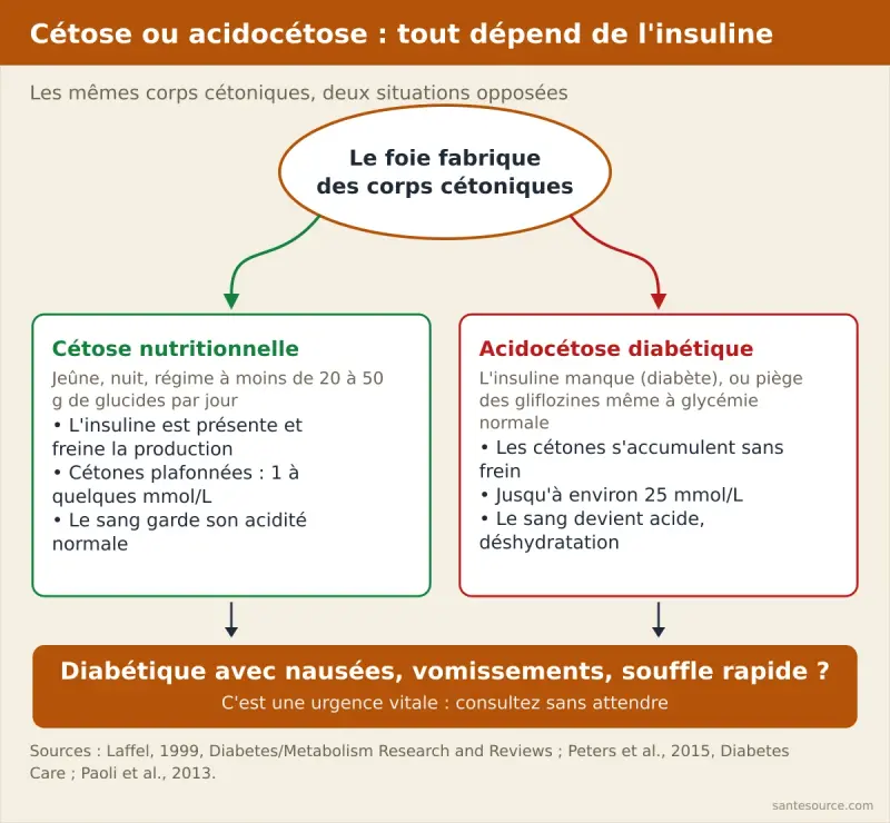 Schéma comparant la cétose nutritionnelle, freinée par l'insuline, et l'acidocétose diabétique où l'insuline manque et le sang devient acide