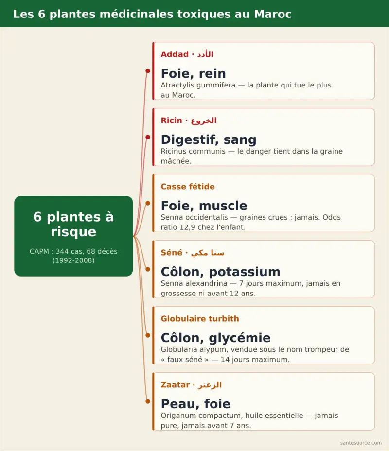 Carte des six plantes médicinales toxiques au Maroc : addad, ricin, casse fétide, séné, globulaire turbith et huile essentielle de zaatar, avec l'organe touché pour chacune