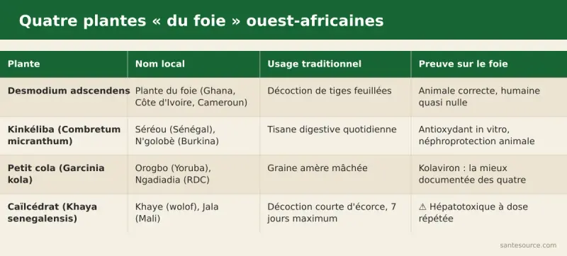 Comparaison desmodium, kinkéliba, petit cola et caïlcédrat : usage traditionnel et niveau de preuve sur le foie