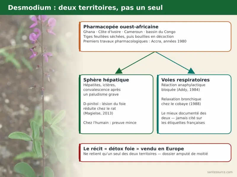 Carte mentale du desmodium : origine ouest-africaine, usage hépatique et usage respiratoire de la pharmacopée ghanéenne