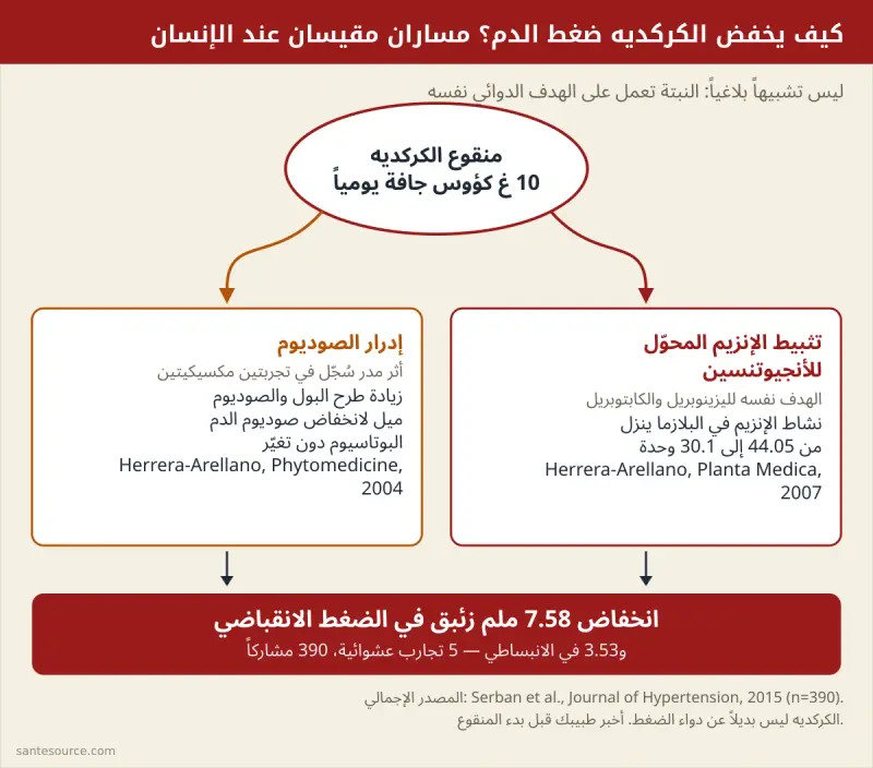 مخطط يوضح مساري عمل الكركديه على الضغط: تثبيط الإنزيم المحوّل للأنجيوتنسين وإدرار الصوديوم