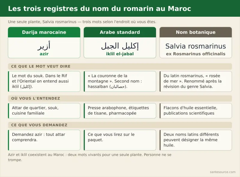 Comparatif des noms du romarin : azir (أزير) en darija, iklil (إكليل) dans le Rif, iklil el-jabal (إكليل الجبل) et hassalban (حصالبان) en arabe standard, Salvia rosmarinus en latin