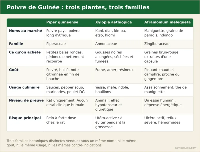 Carte comparative des trois plantes appelées poivre de Guinée : Piper guineense, Xylopia aethiopica et Aframomum melegueta, avec goût et usage