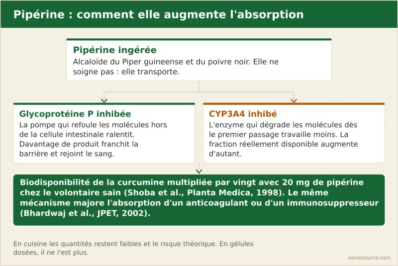 Schéma de l'effet de la pipérine sur l'absorption intestinale : inhibition de la glycoprotéine P et du CYP3A4