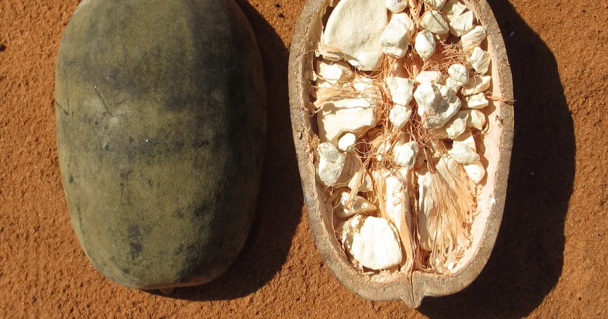 Fruit du baobab (bouye en wolof) ouvert montrant sa pulpe fibreuse blanche, fruit ancestral ouest-africain riche en fibres prébiotiques pour la digestion