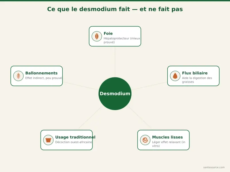 Carte mentale des usages du desmodium : soutien du foie, effet digestif indirect et précautions
