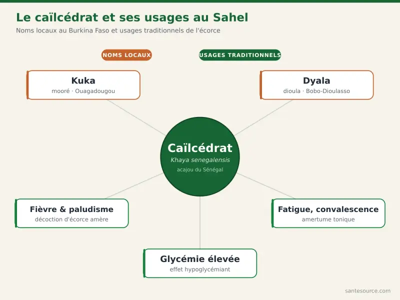 Carte mentale du caïlcédrat (Khaya senegalensis) : noms mooré Kuka et dioula Dyala, et ses trois usages traditionnels au Burkina Faso