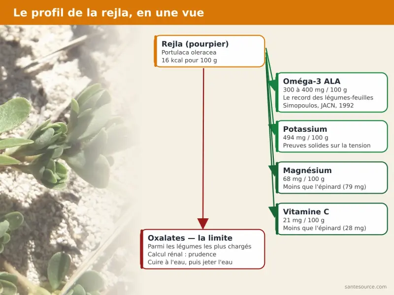 Carte mentale du profil nutritionnel de la rejla (pourpier) : oméga-3 ALA, potassium, magnésium, vitamine C et oxalates