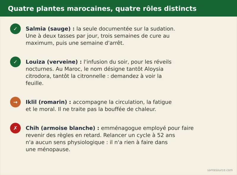 Récapitulatif des plantes marocaines de la ménopause : salmia pour la sudation, louiza pour le sommeil, iklil en accompagnement, chih à éviter