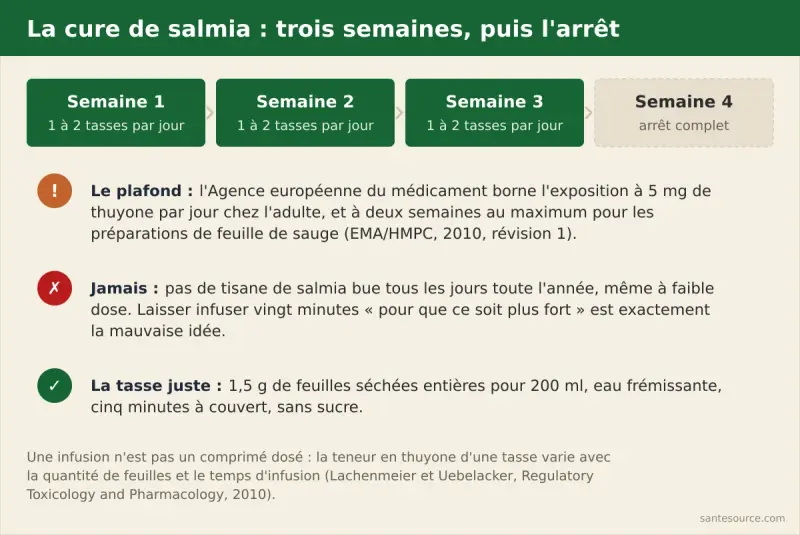 Schéma de la cure de salmia : trois semaines d'infusion à une ou deux tasses par jour, puis une semaine d'arrêt complet, avec le plafond de 5 mg de thuyone par jour