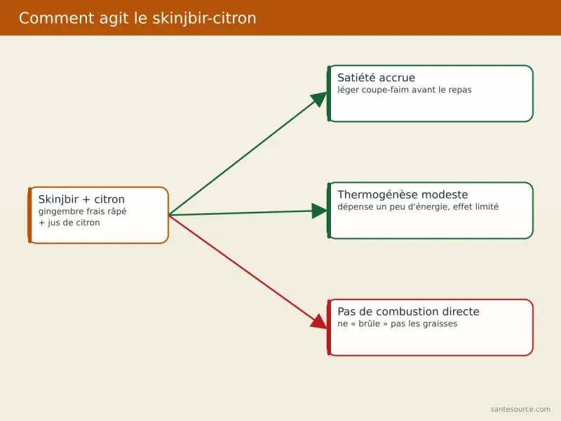 Schéma du mécanisme réel du skinjbir et du citron sur la satiété et la thermogenèse, sans combustion directe des graisses
