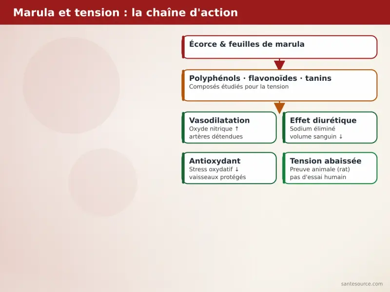 Carte mentale du marula et de la tension : écorce, polyphénols, vasodilatation, effet diurétique, antioxydant, preuve animale