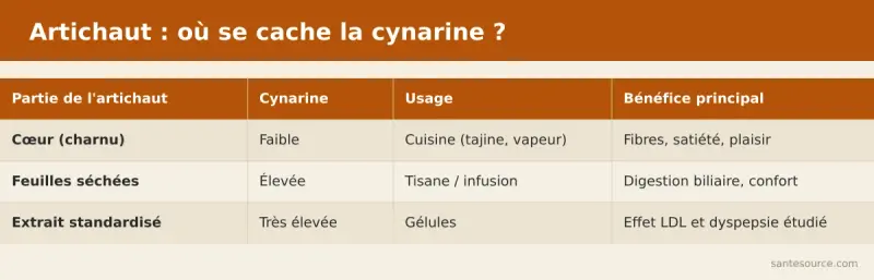 Comparaison feuille d’artichaut riche en cynarine versus cœur d’artichaut consommé en cuisine