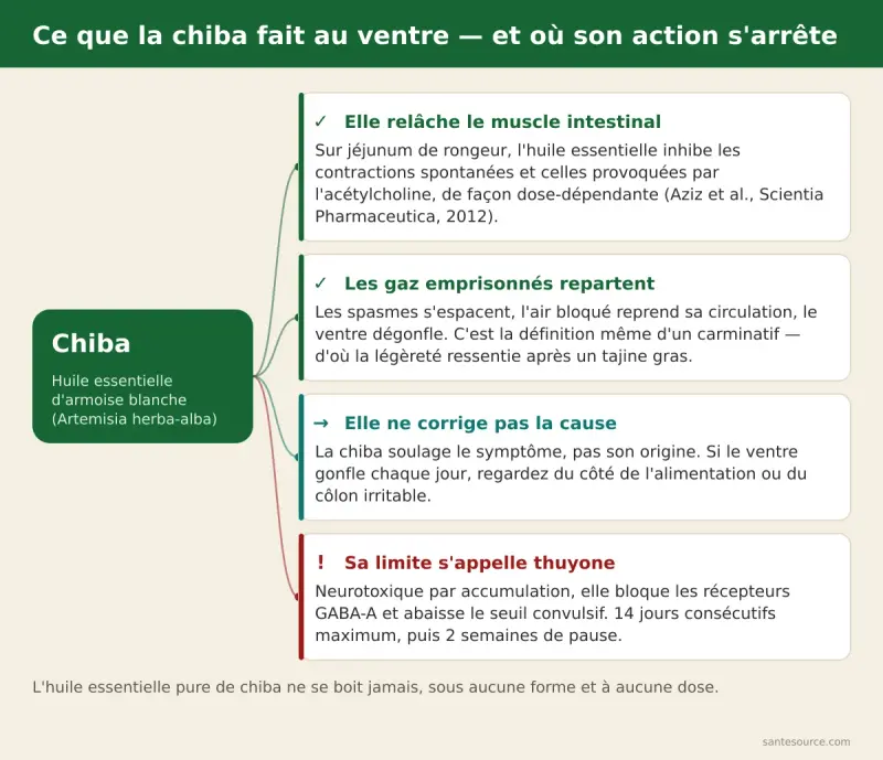 Carte mentale de l'action de la chiba sur le ventre gonflé : relâchement du muscle intestinal, libération des gaz, limite de la thuyone