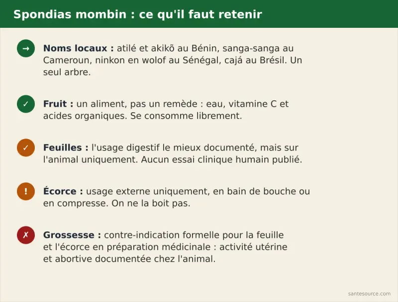 Récapitulatif des points clés sur le spondias mombin : noms vernaculaires, usages documentés et contre-indication grossesse