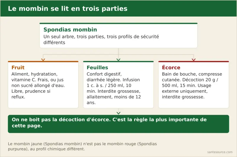 Schéma du mombin séparant trois usages : le fruit en aliment, les feuilles en infusion digestive et l'écorce en usage externe