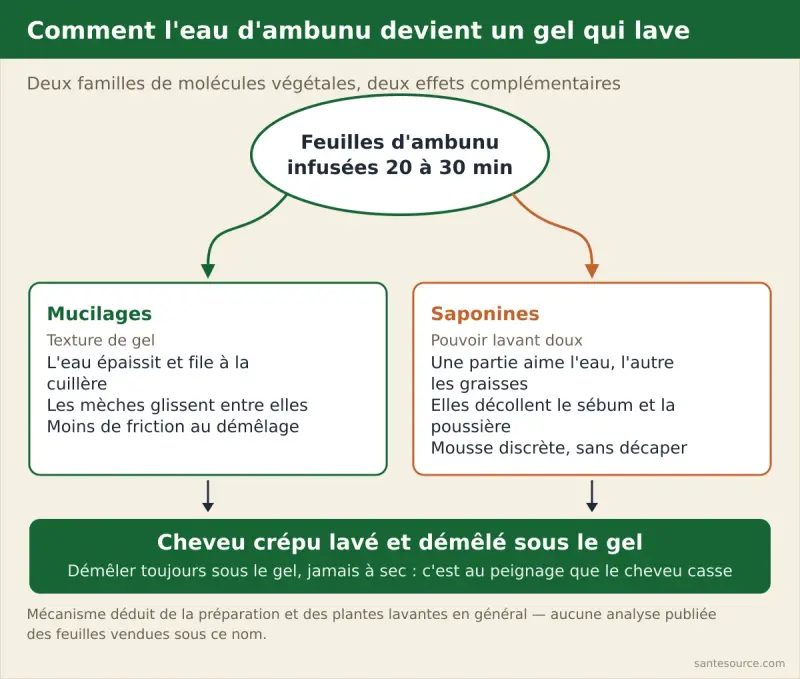 Schéma de l'infusion des feuilles d'ambunu : les mucilages forment un gel glissant, les saponines décollent le sébum, le cheveu crépu se démêle sous le gel