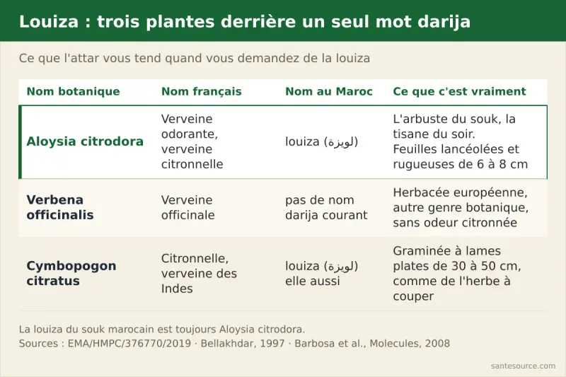 Comparatif des trois plantes appelées louiza (لويزة) au Maroc : Aloysia citrodora la verveine odorante du souk, Verbena officinalis la verveine officinale européenne, et Cymbopogon citratus la citronnelle