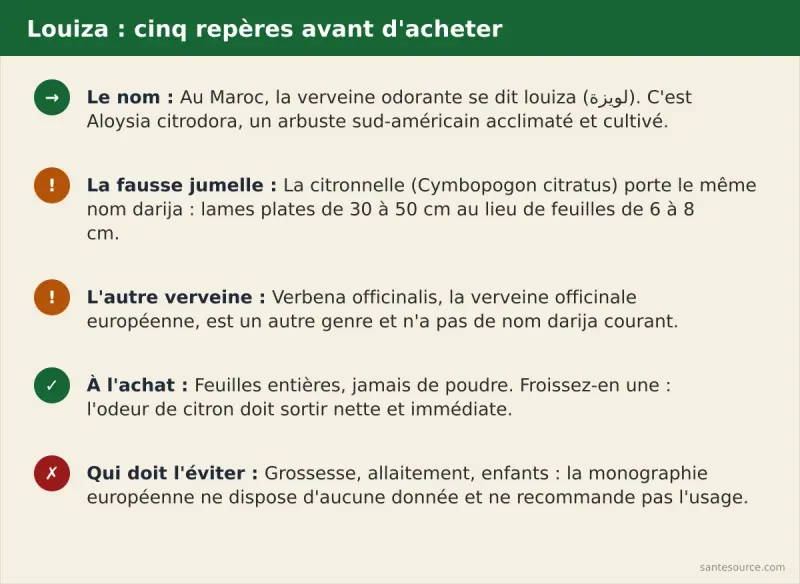 Récapitulatif louiza : Aloysia citrodora est la verveine du souk, la citronnelle porte le même nom darija, Verbena officinalis est une autre plante, feuilles entières à l'achat, déconseillée pendant la grossesse