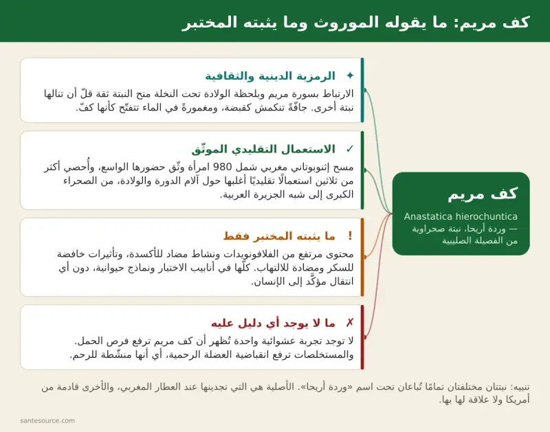 خريطة ذهنية لعشبة كف مريم: الرمزية الدينية، الاستعمال التقليدي بالمغرب، والمعطيات المخبرية مقابل غياب الدليل السريري