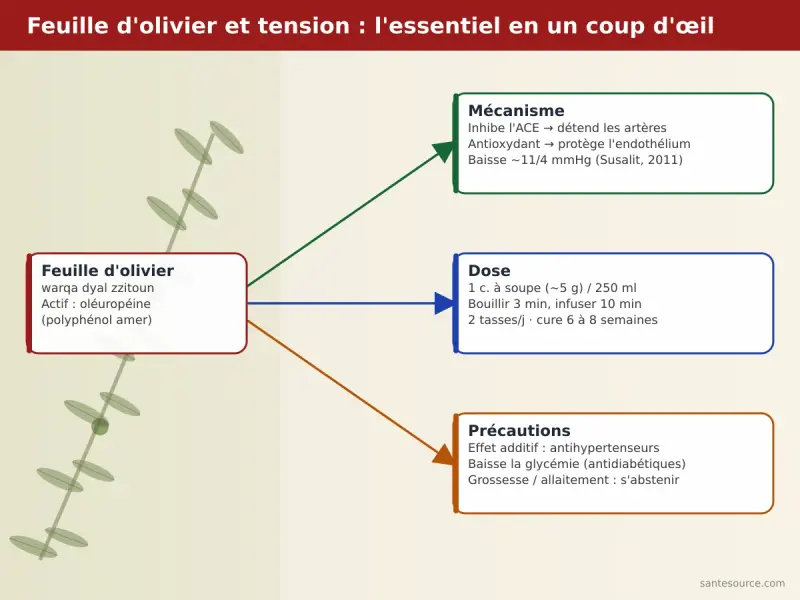Carte mentale de la feuille d'olivier contre la tension : oléuropéine, dose de tisane et précautions
