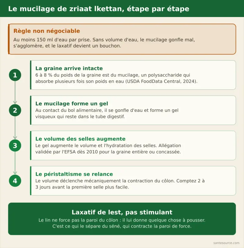 Schéma du mucilage de la graine de lin qui gonfle dans l'eau, augmente le volume des selles et relance le péristaltisme colique