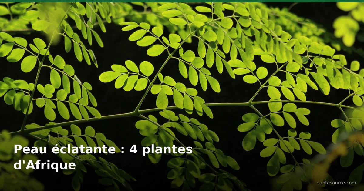 Branche de moringa aux feuilles vert vif, l'un des quatre actifs phares de la beauté africaine pour l'éclat de la peau.