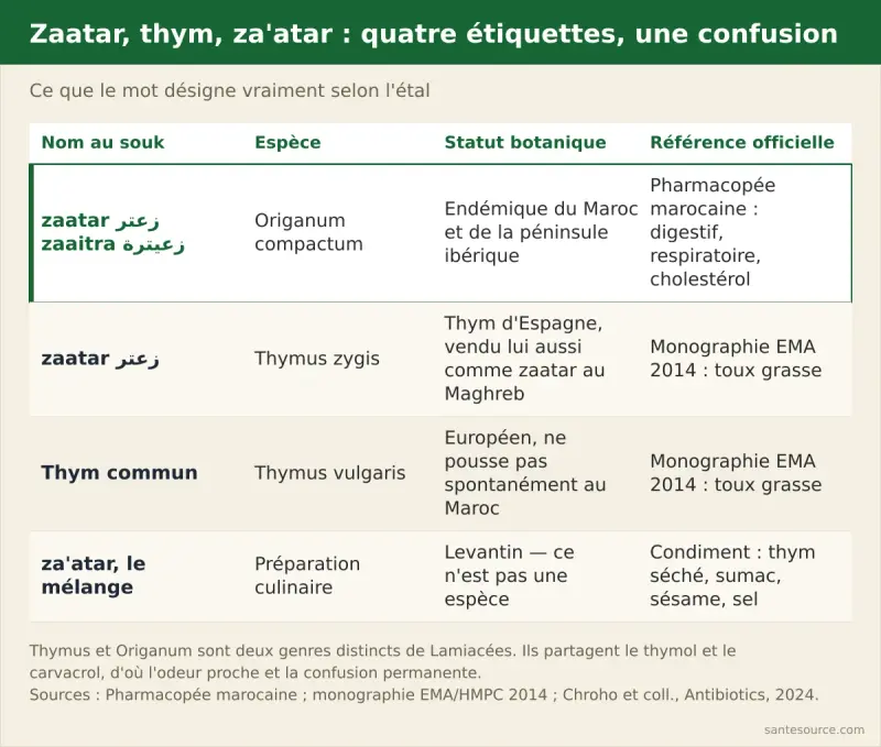 Comparaison entre le zaatar marocain Origanum compactum et le thym commun Thymus vulgaris