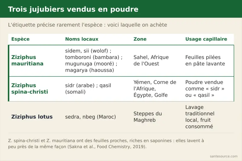 Comparaison de trois jujubiers vendus en poudre : Ziziphus mauritiana (sidem, Sahel), Ziziphus spina-christi (sidr, qasil, Yémen et Corne de l'Afrique) et Ziziphus lotus (sedra, nbeg, Maroc)