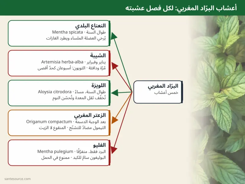 خريطة ذهنية لأعشاب الأتاي المغربي الخمس: النعناع، الشيبة، اللويزة، الزعتر، الفليو وموسم كل واحدة