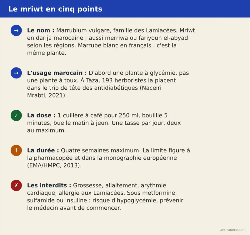 Récapitulatif du marrube blanc au Maroc : nom darija, usage glycémie, dose journalière, durée maximale de quatre semaines et contre-indications
