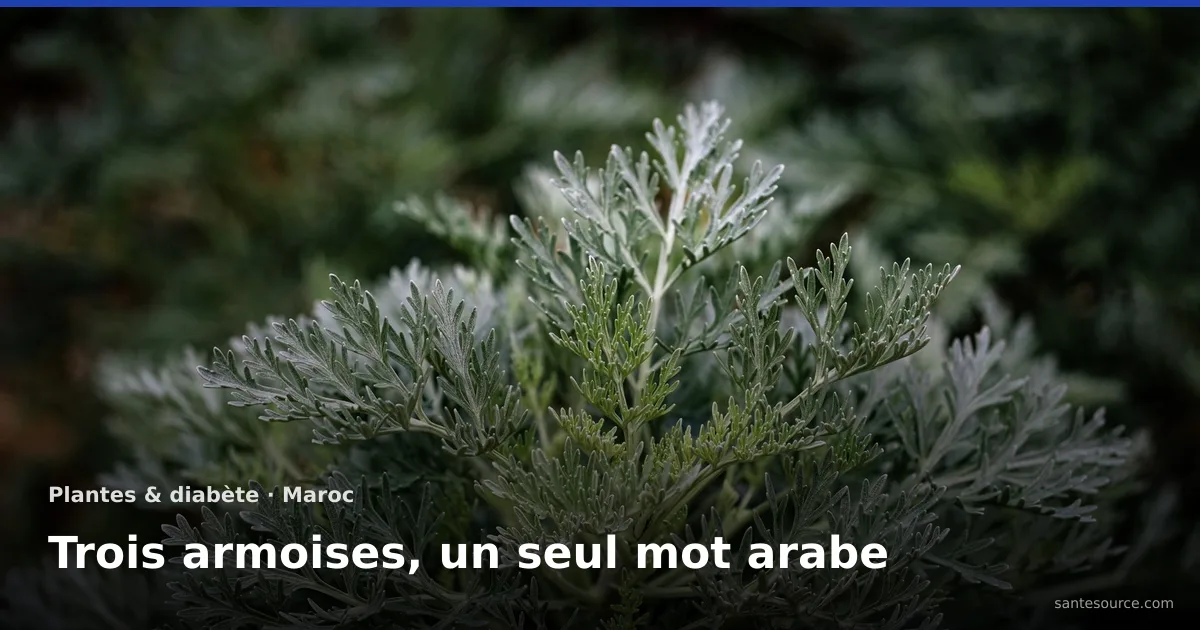 Rameau d'armoise argentée (Artemisia absinthium, la chiba) en gros plan, les trois armoises du Maroc